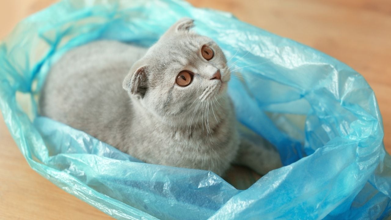 kedi poşetin içinde oturuyor