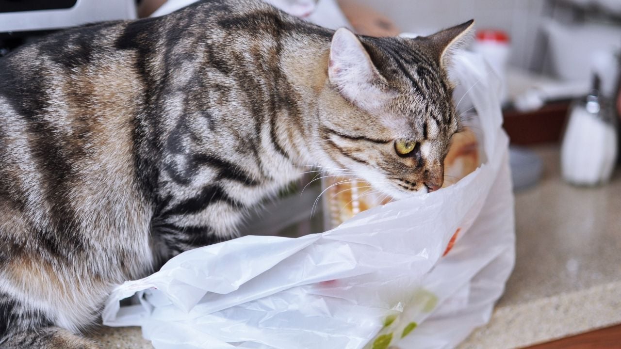 kedi poşet yalıyor