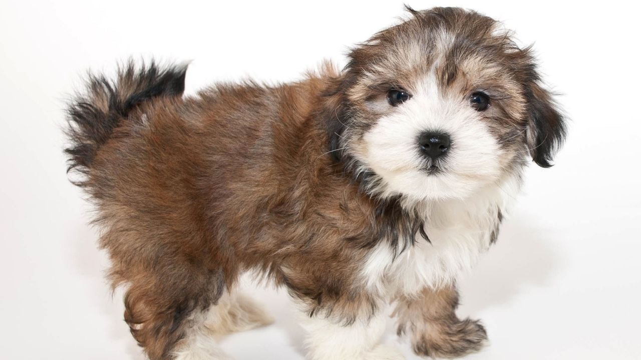kahverengi Morkie Köpek