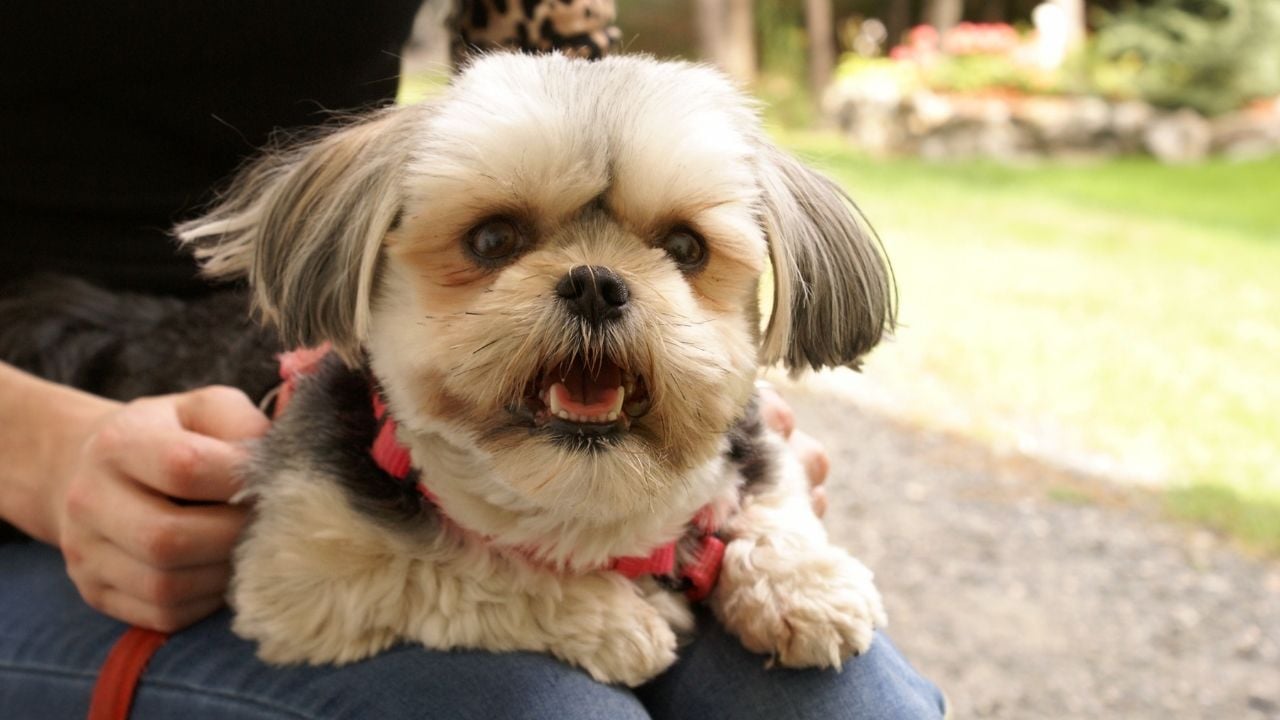 sevimli Morkie Köpek