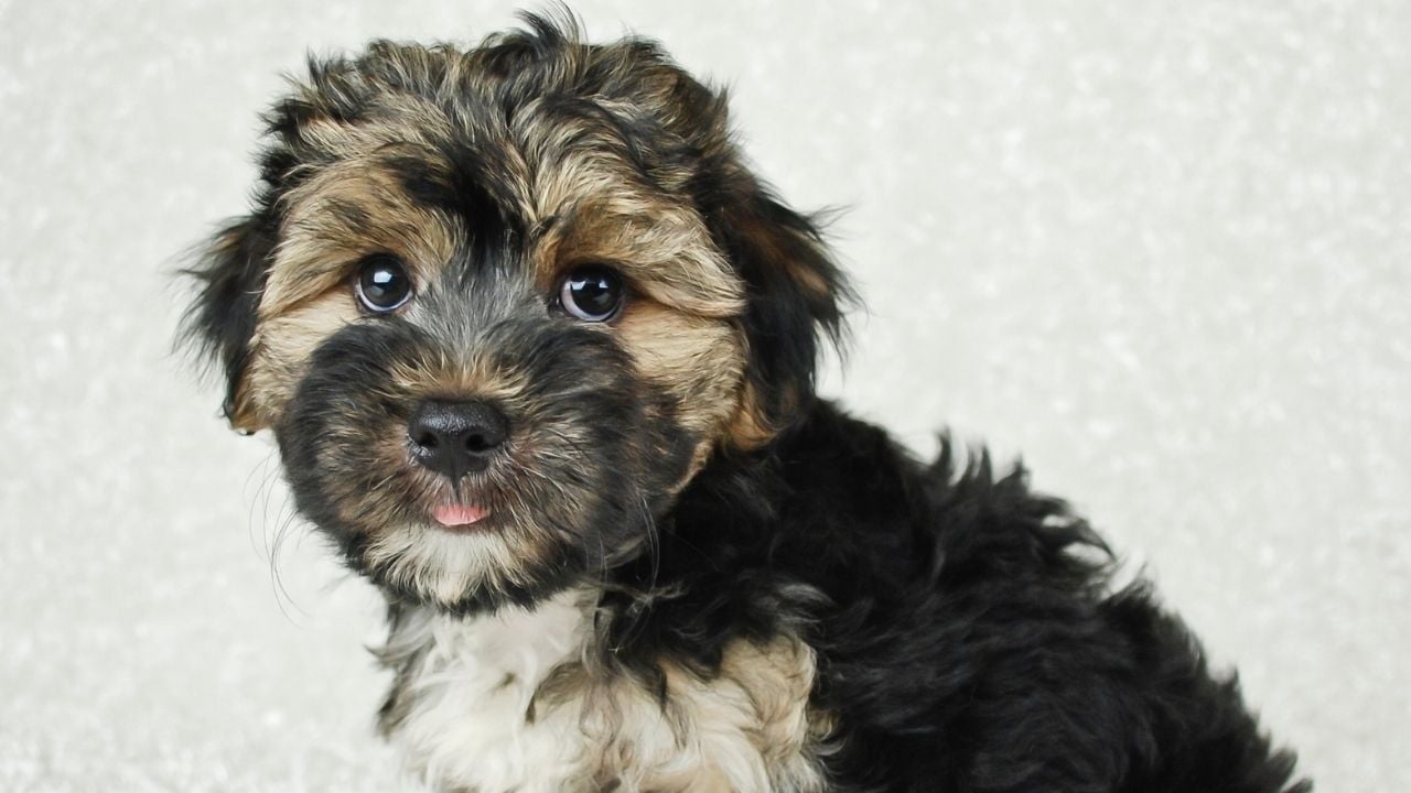 koyu renkli Morkie Köpek