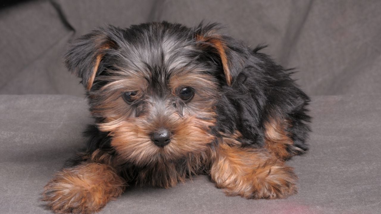 Morkie Köpek koltukta yatıyor