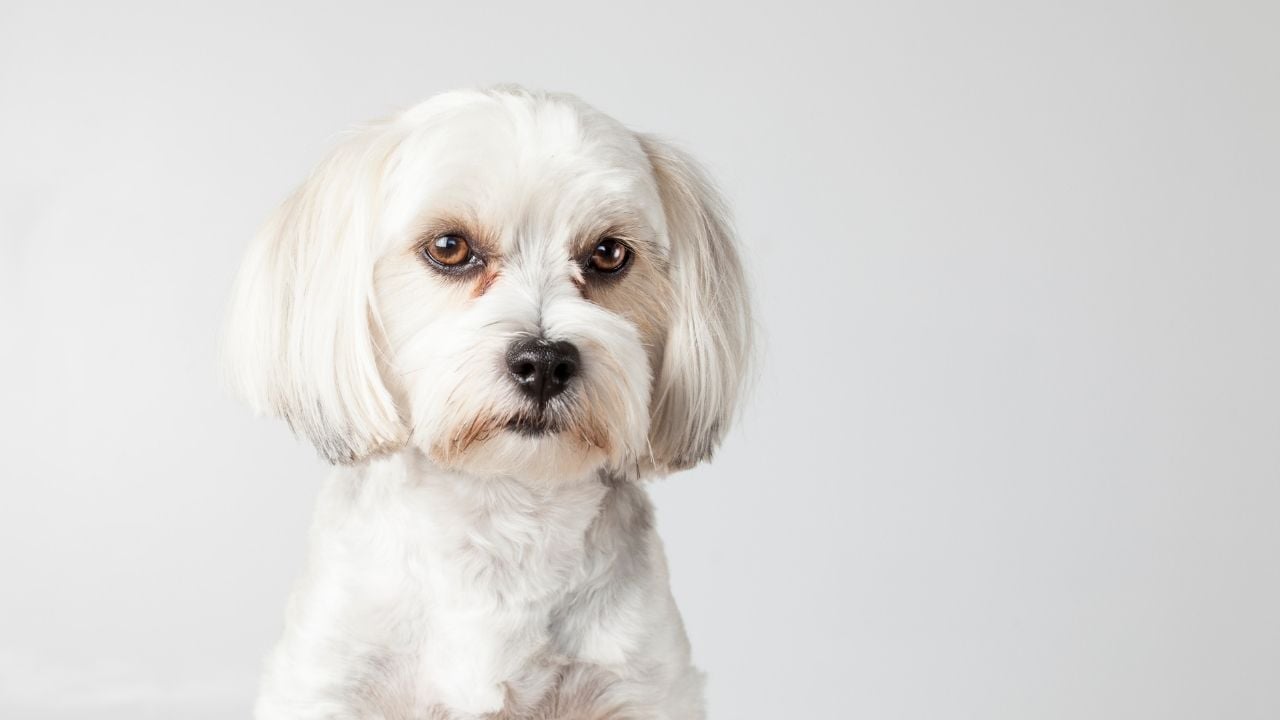 beyaz Morkie Köpek