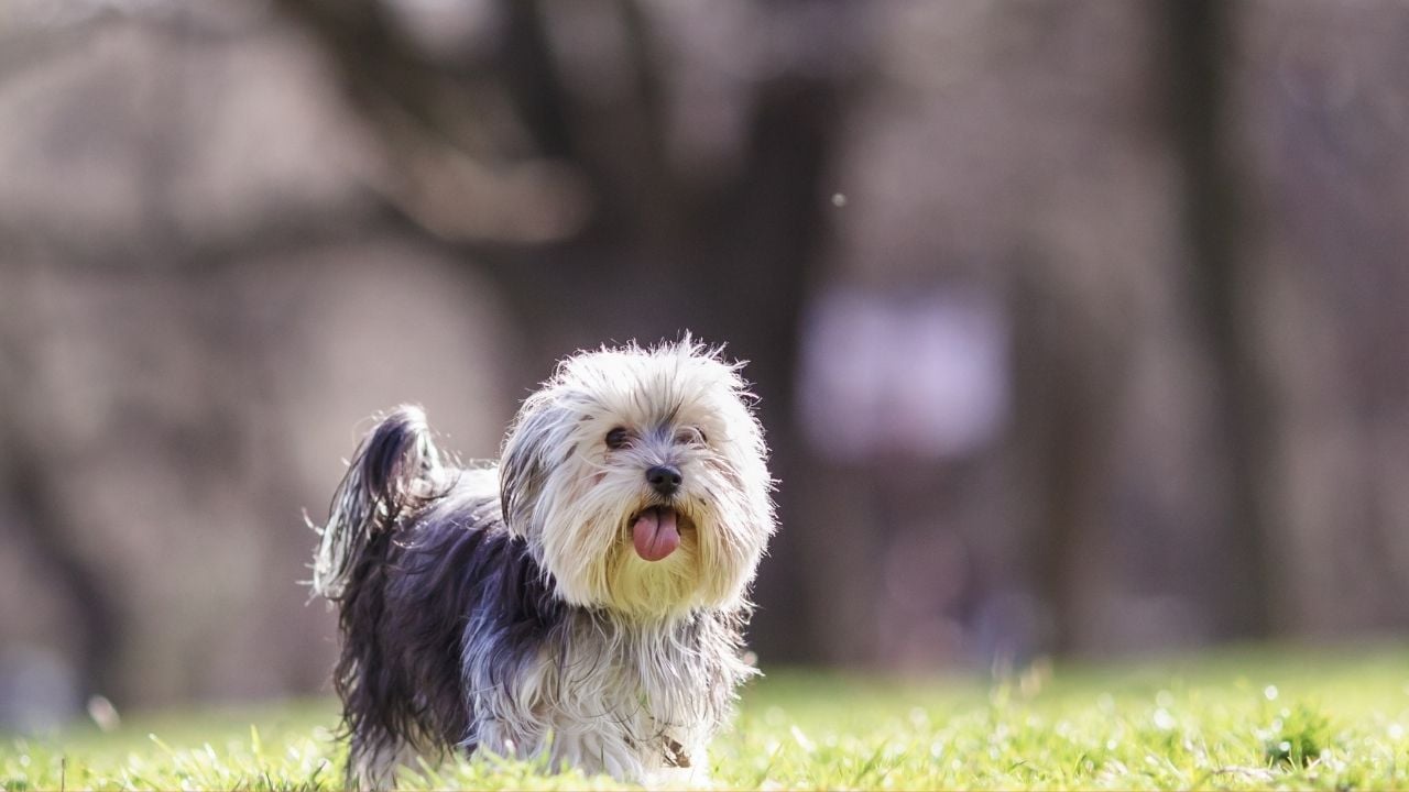 dili dışarıda Morkie Köpek