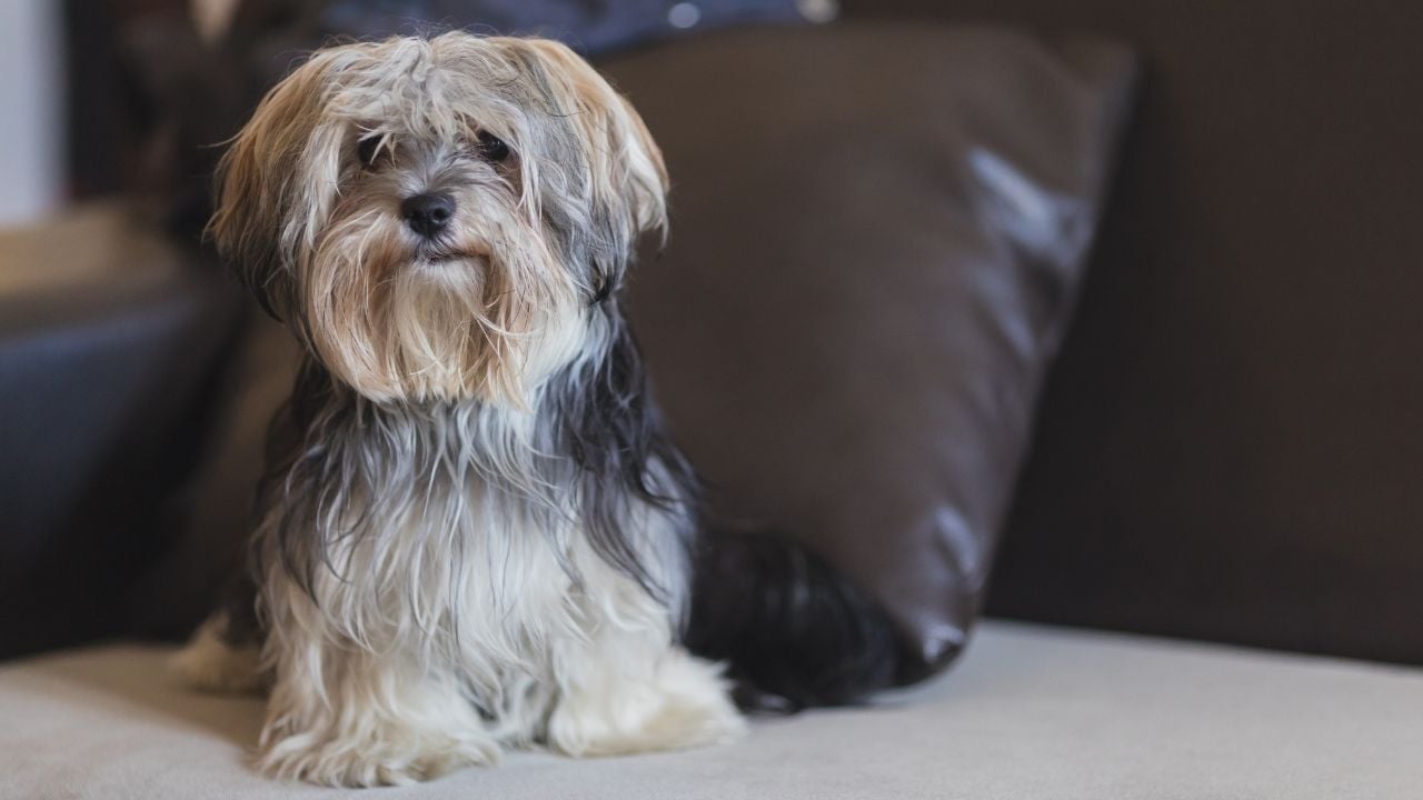 kırçıllı Morkie Köpek