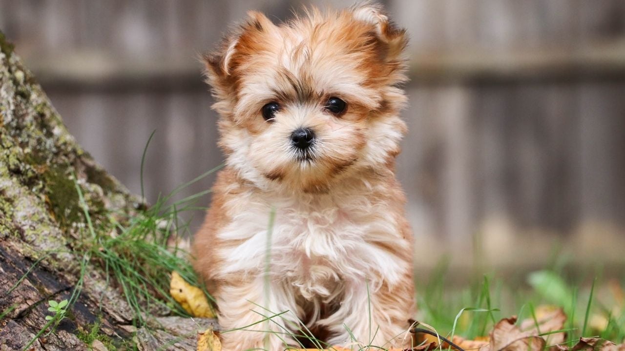 açık renk Morkie Köpek