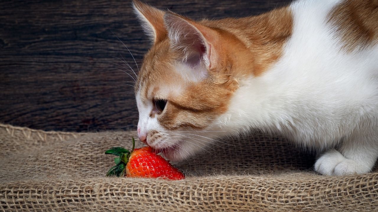 sarı kedi çilek yiyor