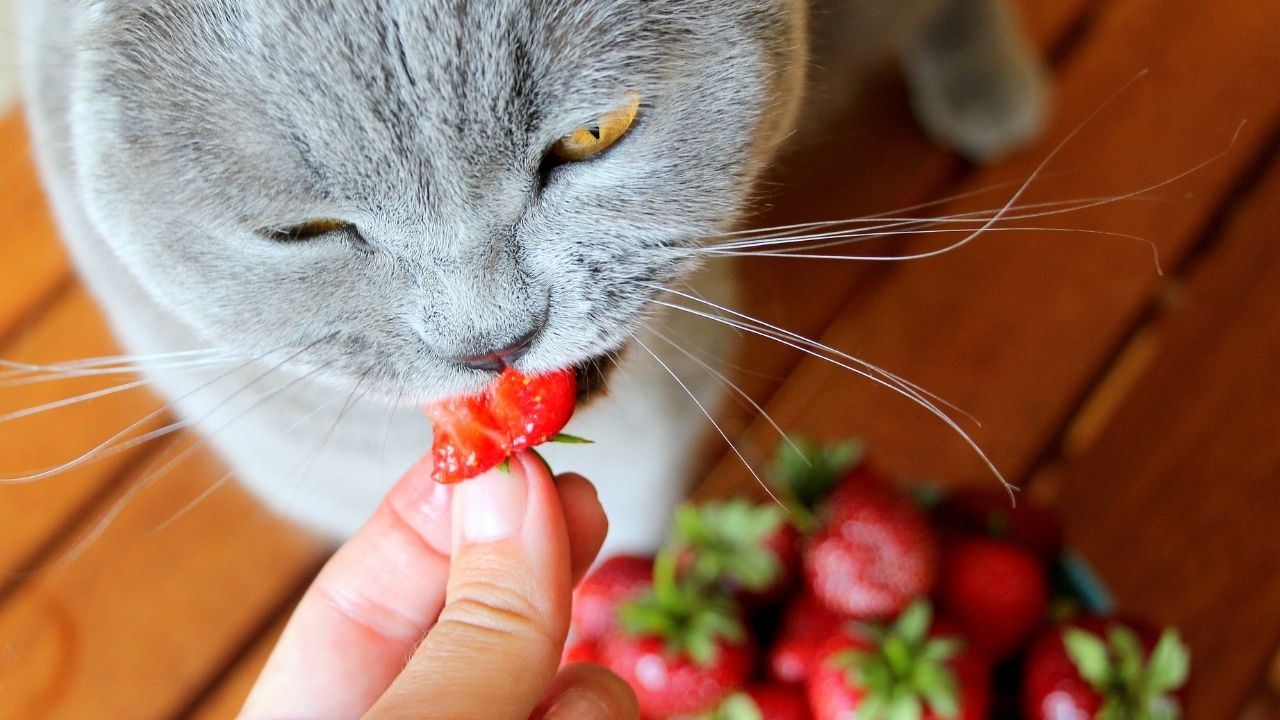 gri kedi çilek yiyor