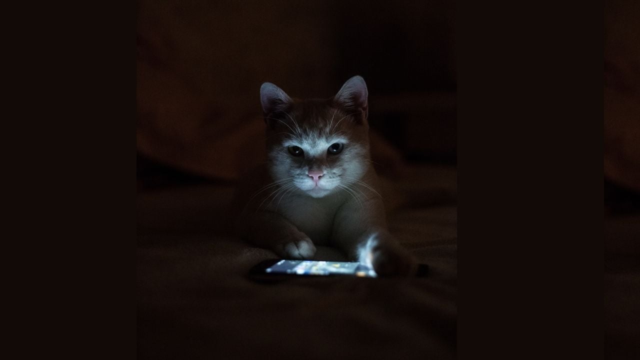 kedi video izliyor