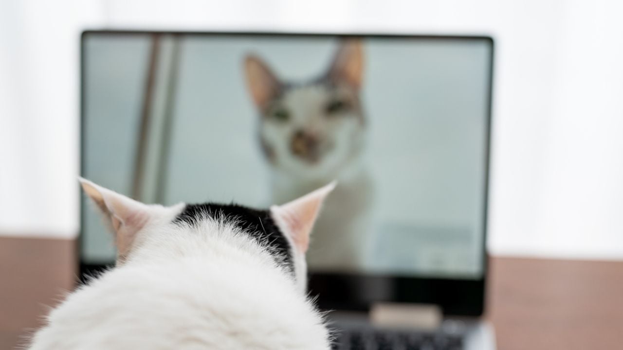 skmokin kedi, kedi videosu izliyor