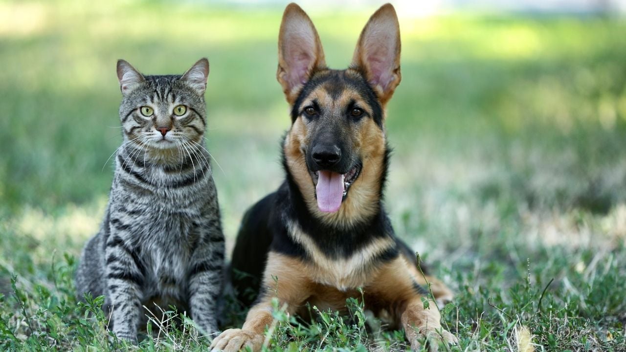 tekir kedi ve alman kurdu