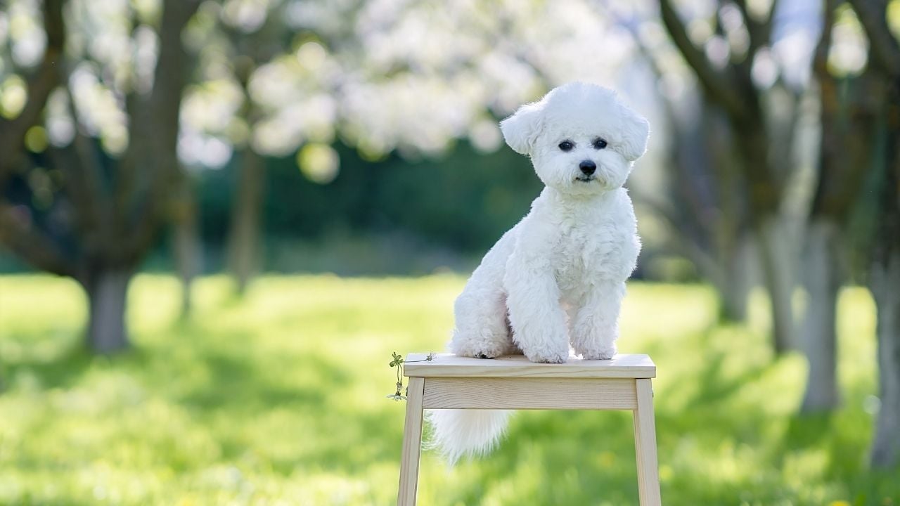 beyaz küçük köpek cinsi Bichon Frise