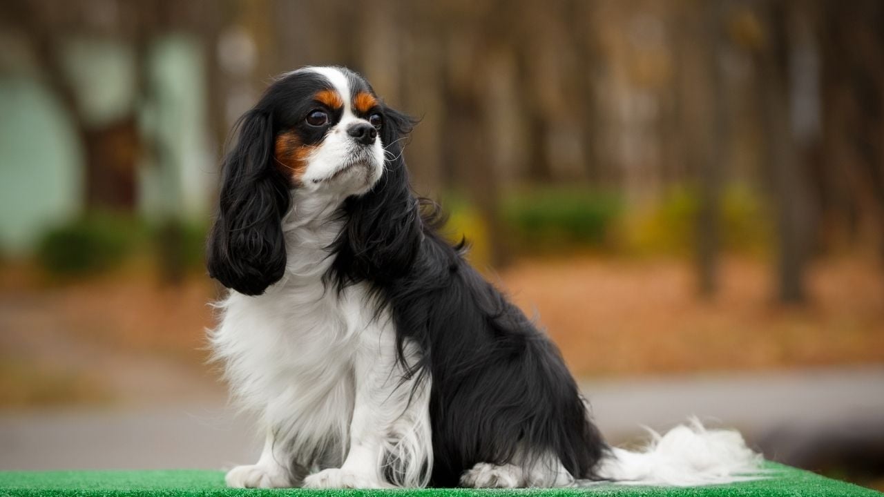 üç renkli Cavalier King Charles Spaniel