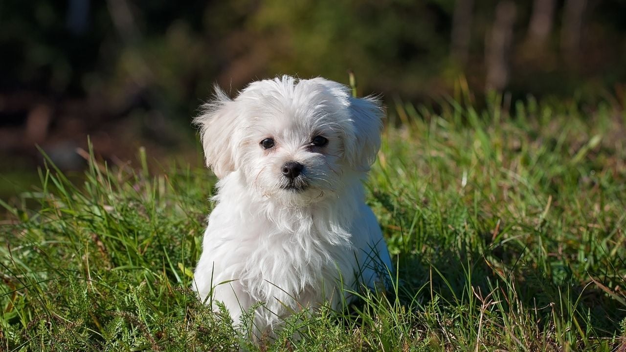 küçük beyaz köpek Maltese