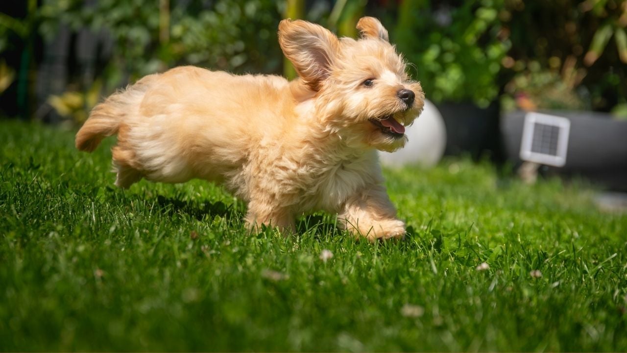 koşan sevimli Maltipoo