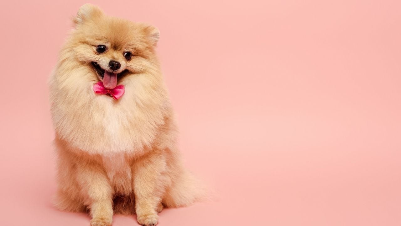 ağzı açık Pomeranian