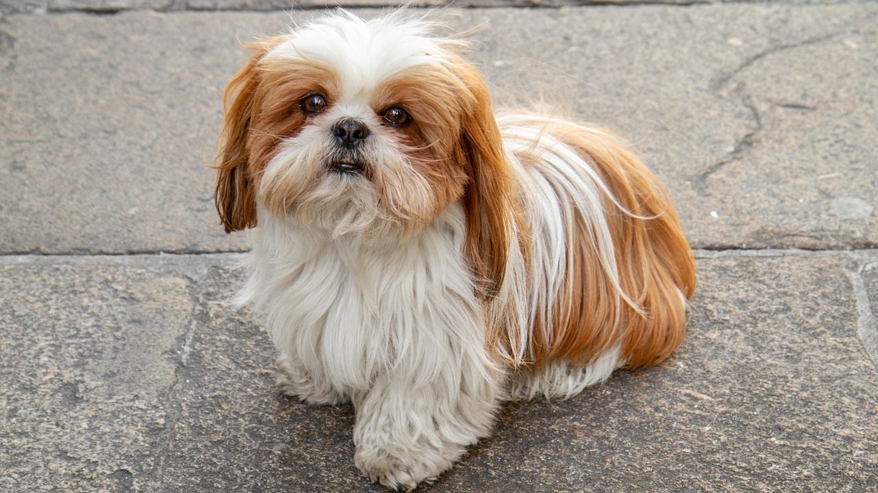 kahverengi beyaz sevimli Shih Tzu