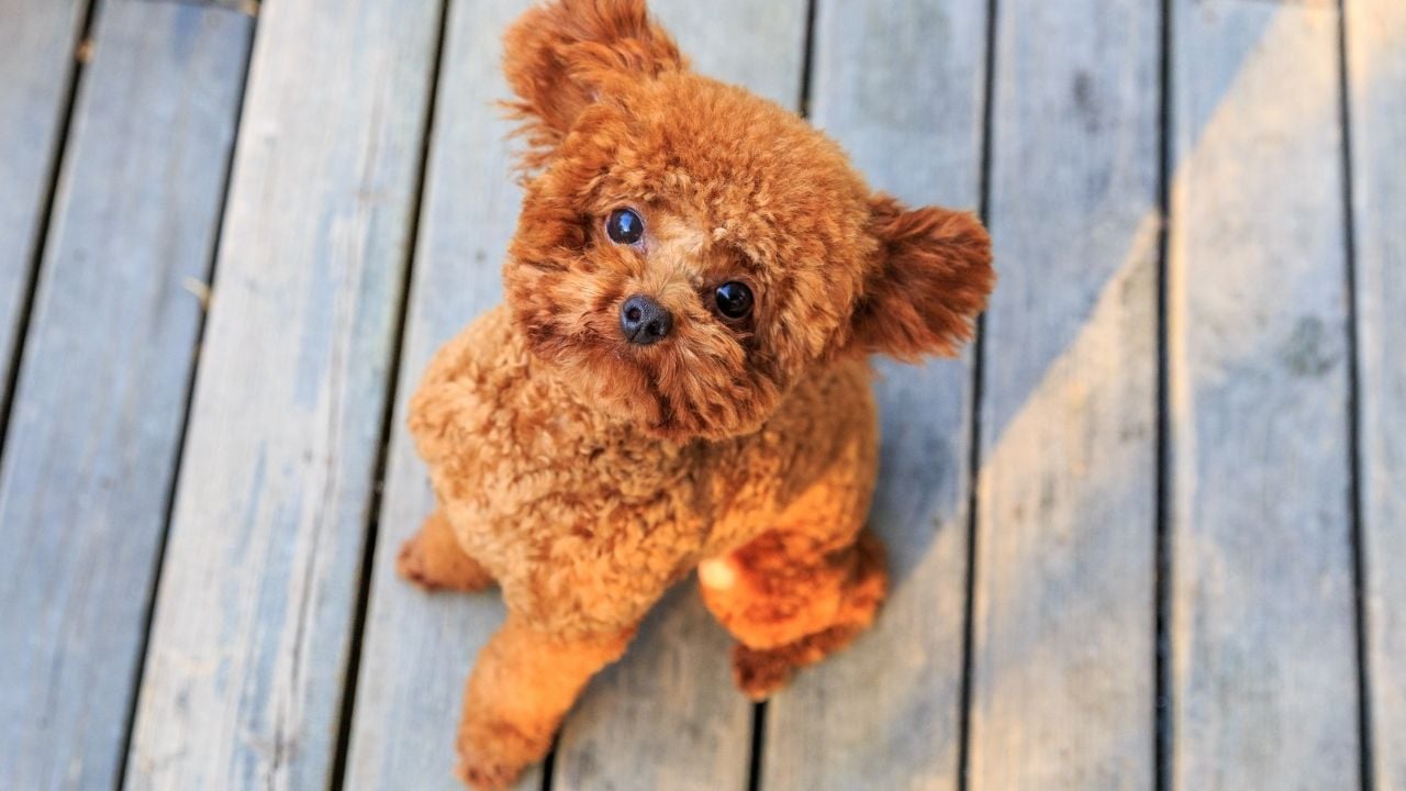 küçük köpek cinsi Toy Poodle