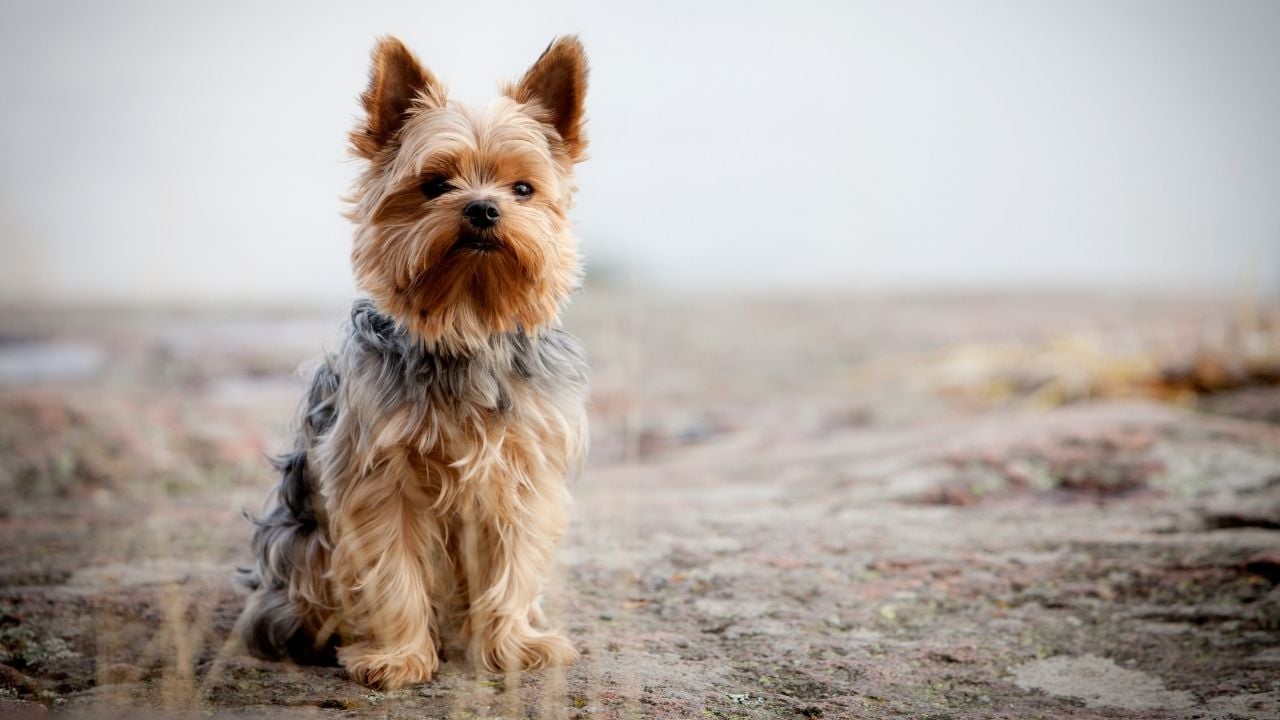 sevimli Yorkshire Terrier