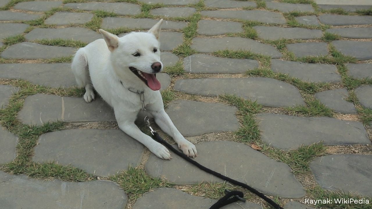 Donggyeongi Köpeği beyaz
