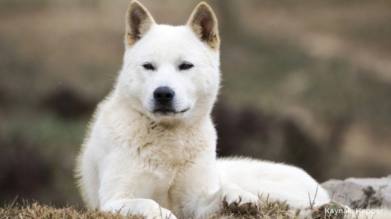 beyaz Jeju Köpeği