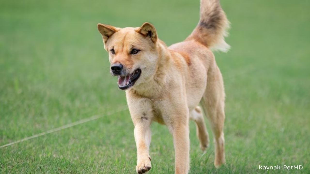 koşan Korean Jindo (Kore Jindo'su)