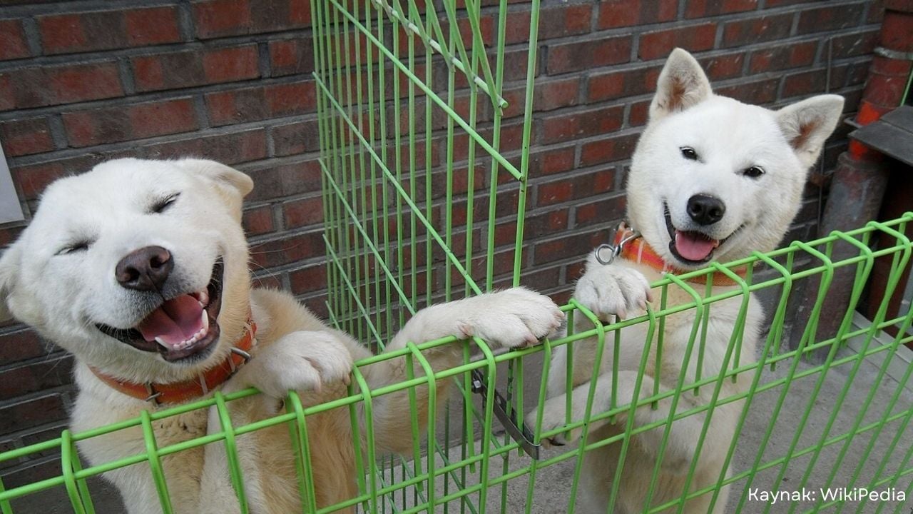 beyaz Pungsan Köpeği