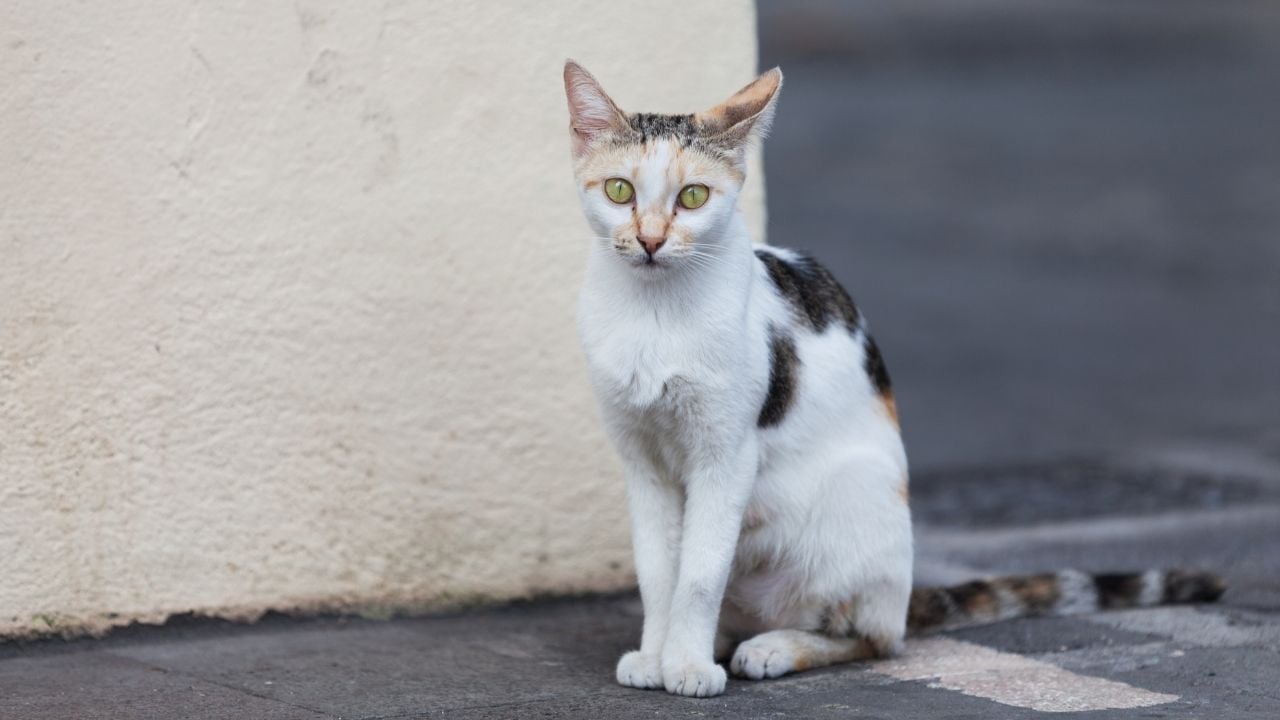 Domestic Short Hair Kedisi temsili