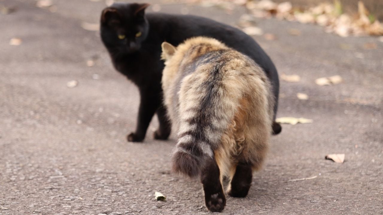 arkası dönük Domestic long Hair Kedisi temsili