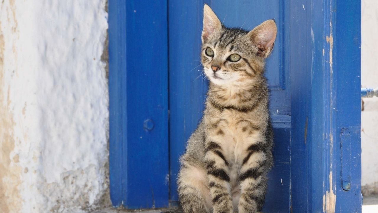 sevimli Tekir Kedi
