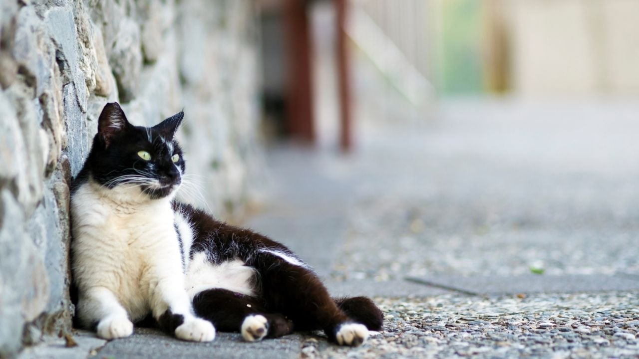 sokak kedisi Smokin Kedi