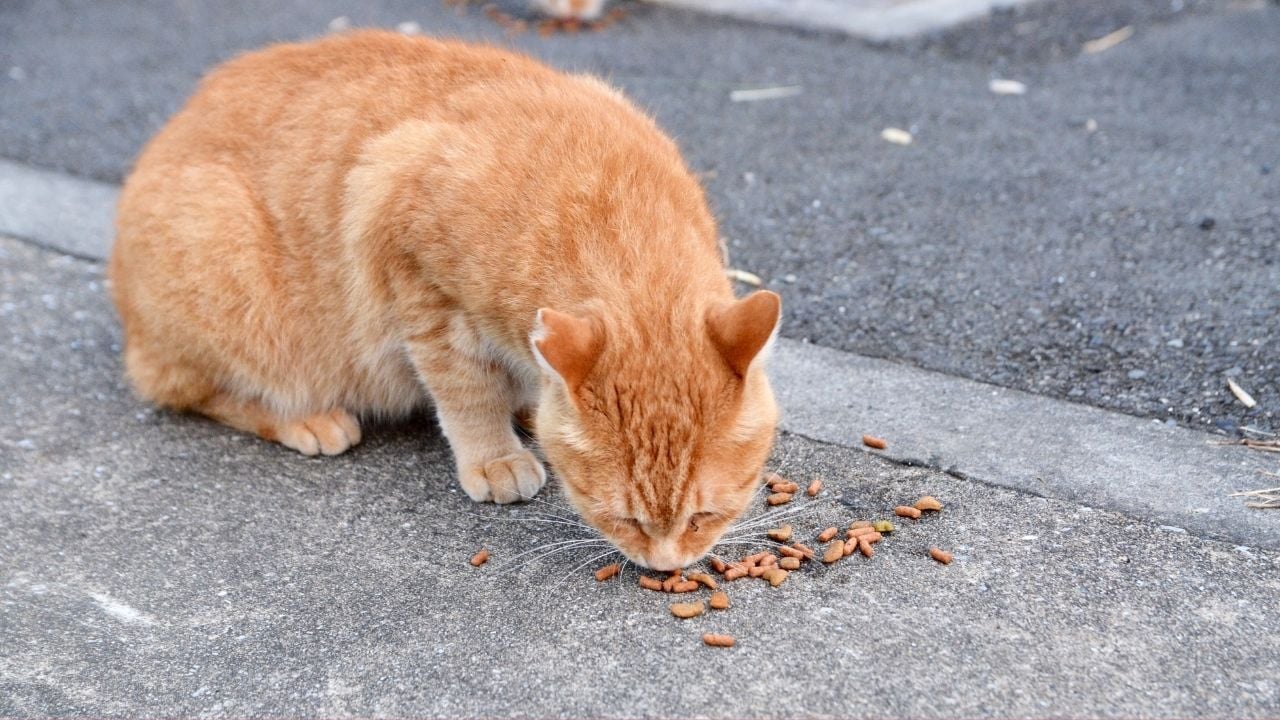 Sarman Kedi sokakta