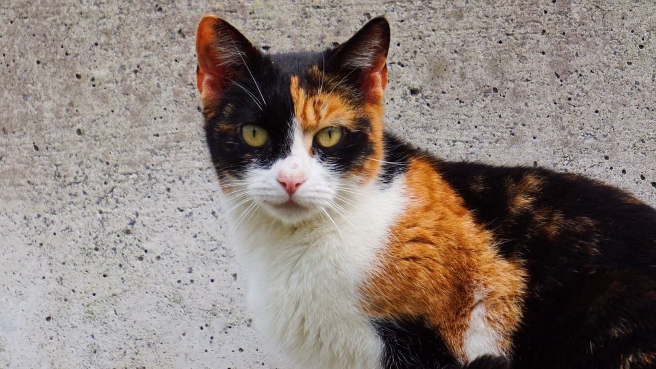 sokak kedisi Calico Kedi