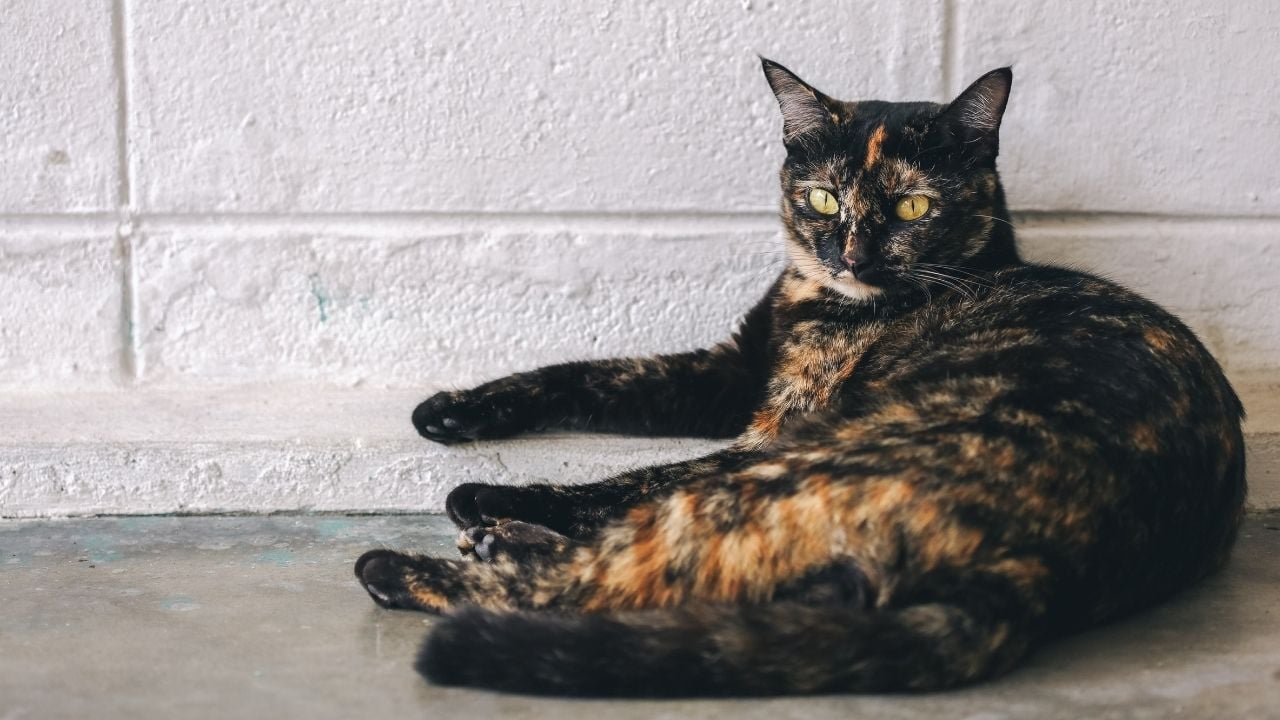 sokak kedisi Tortoiseshell Kedi