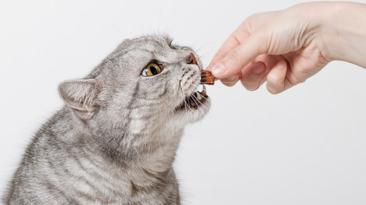 Kedi Ödül Maması yiyor