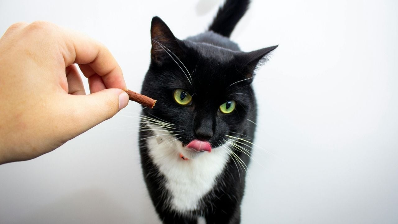 siyah kedi çubuk Kedi Ödül Maması yiyor