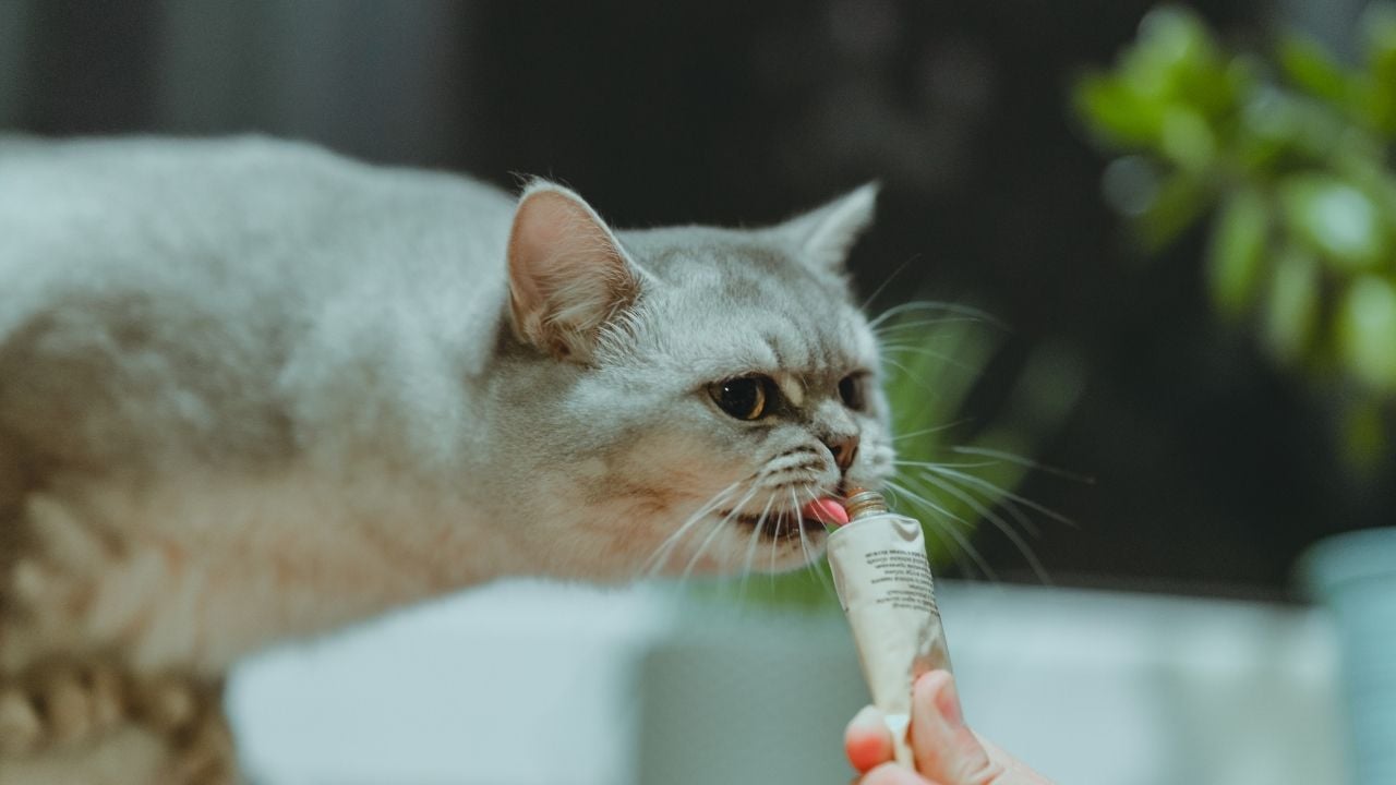 gri kedi Kedi Ödül Maması yiyor