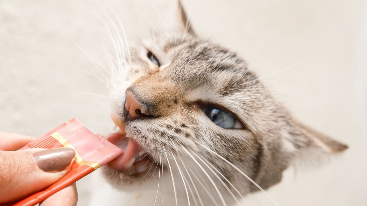 kedi tüpten Kedi Ödül Maması yiyor