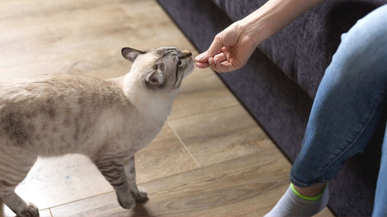 benekli kedi ödül maması yiyor