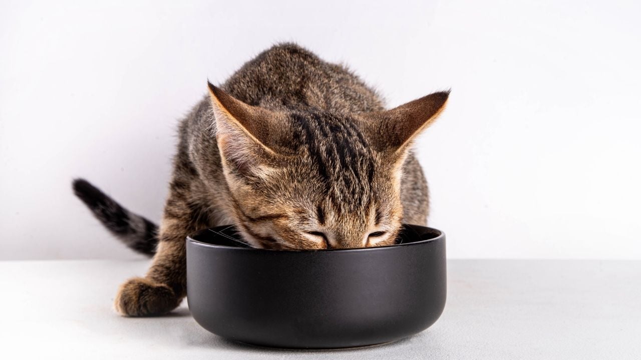 kedi kaptan mama yiyor