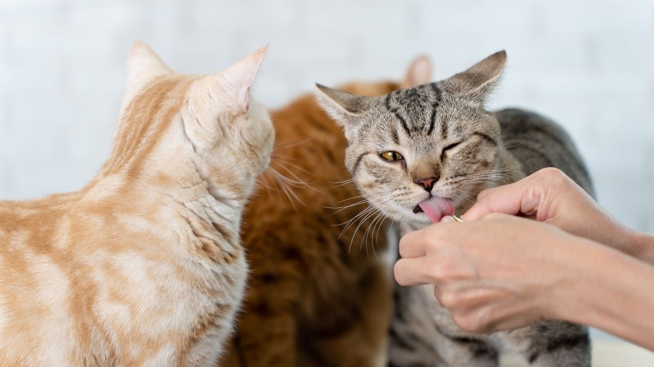 tekir kedi ödül maması yiyor