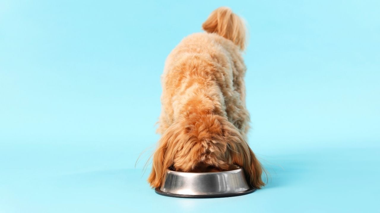 kahverengi köpek mama yiyor