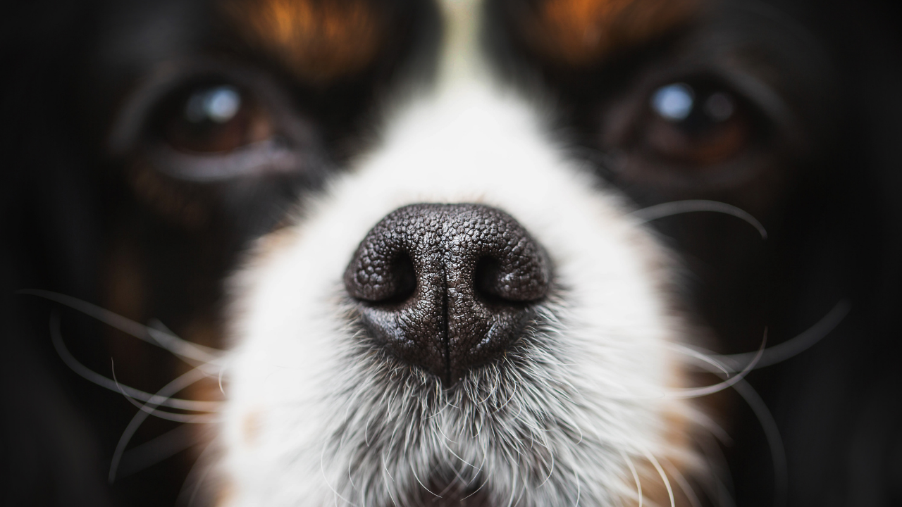 köpeğin siyah burnu