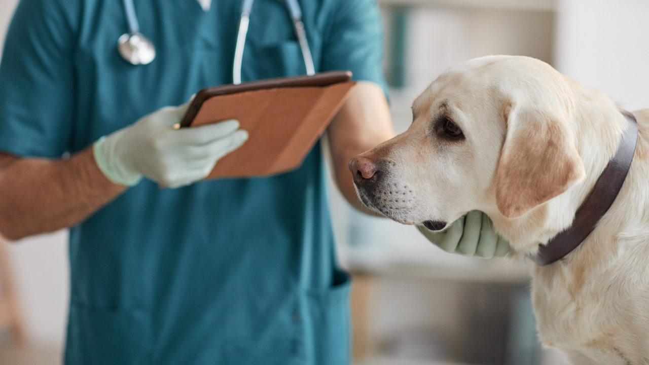 sevimli köpek veterinerde