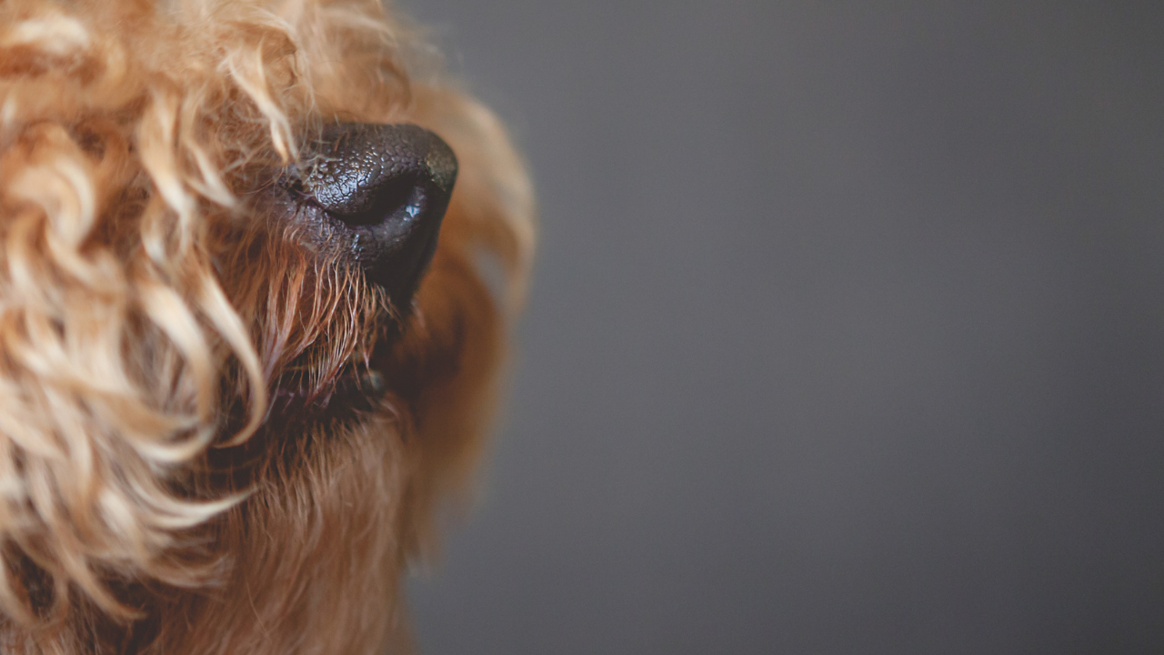 kıvırcık köpeğin burnu