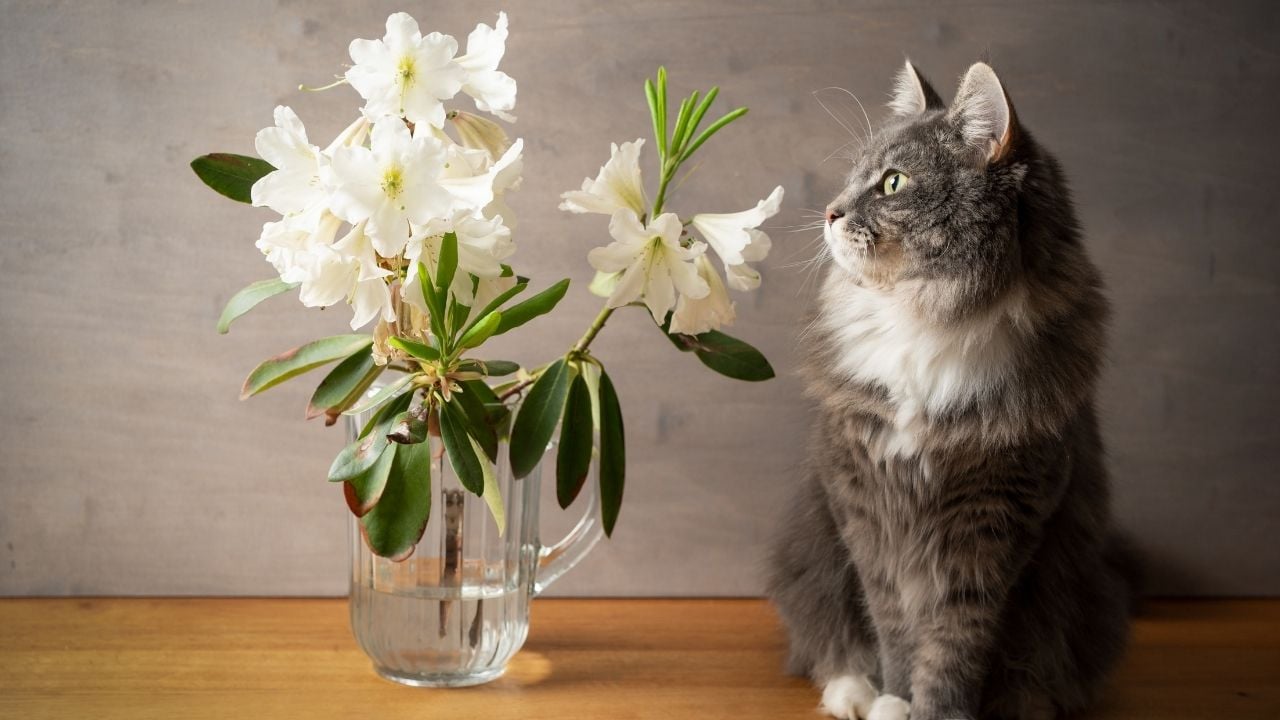 gri kedi ve çiçekler