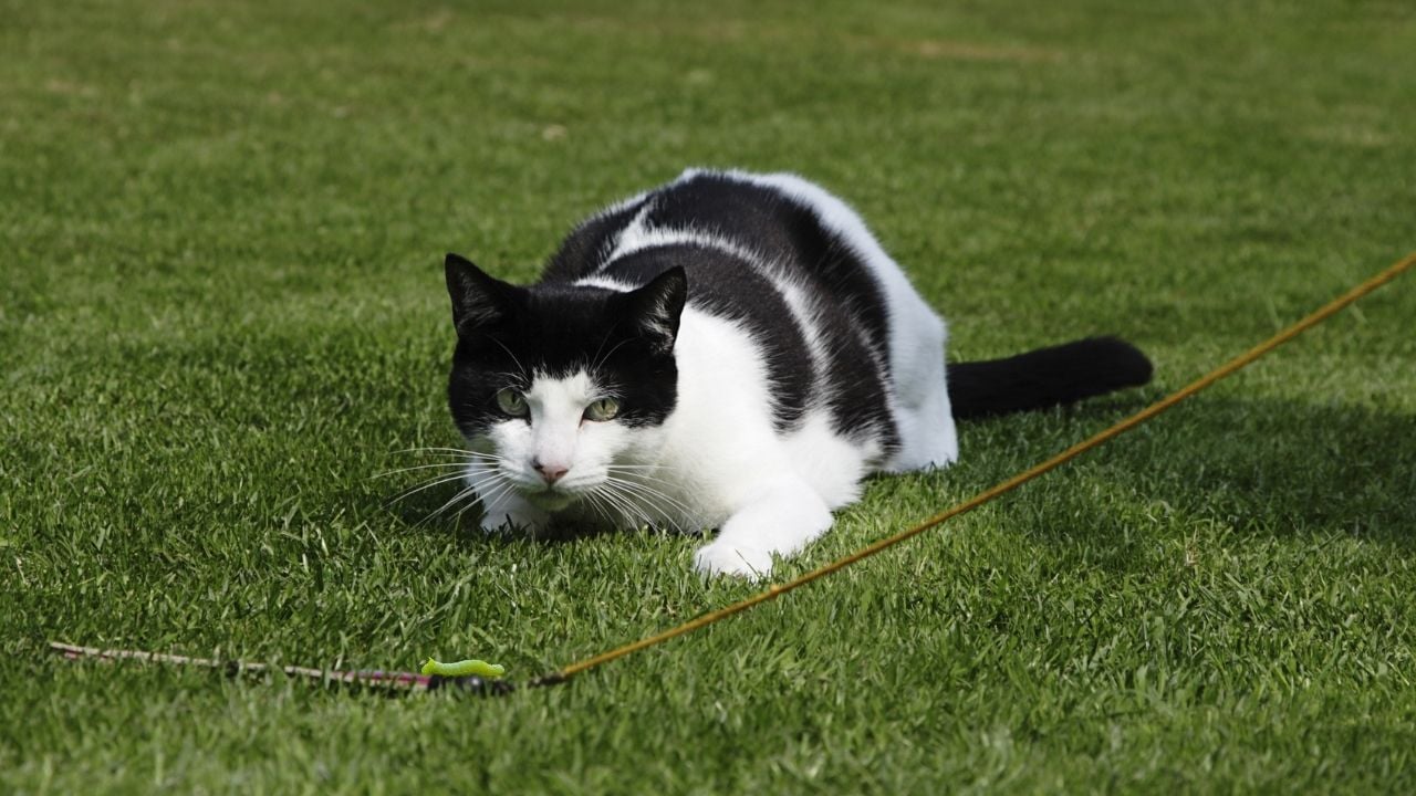 smokin kedi böcek avlıyor