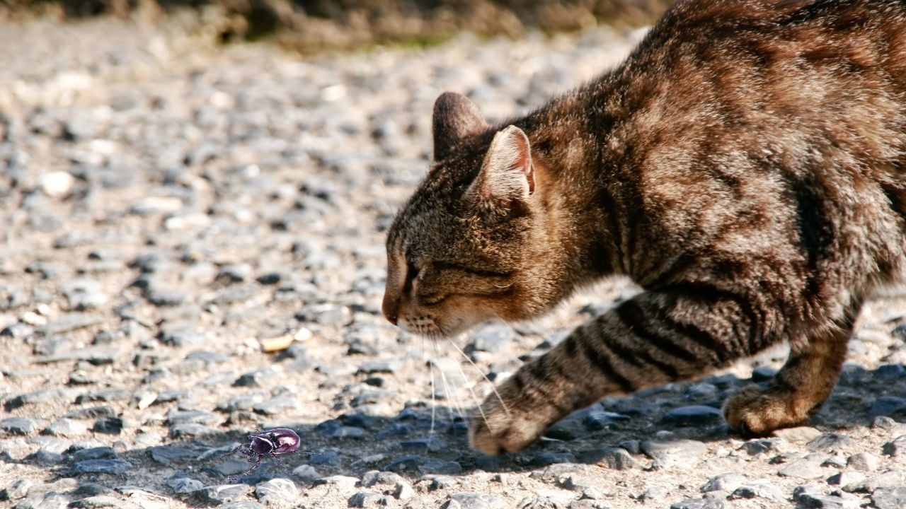 tekir kedi böcek avlıyor