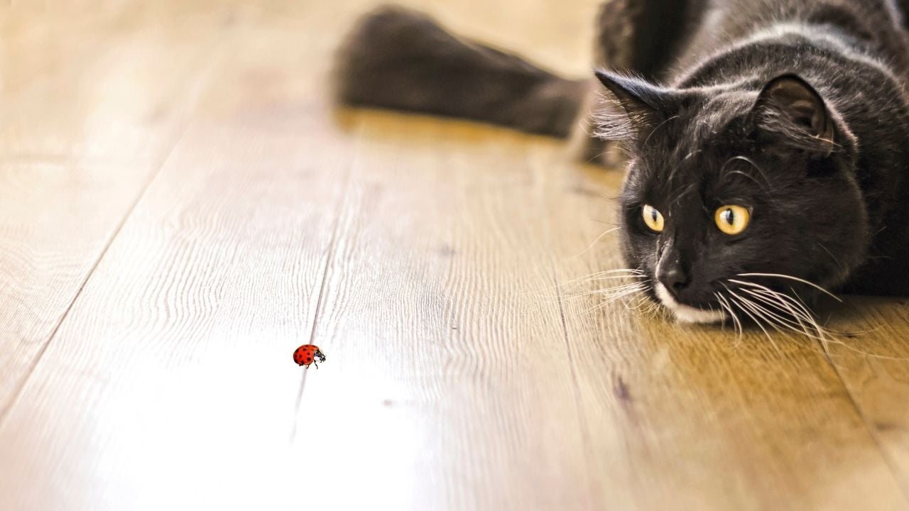 kedi böceğe bakıyor