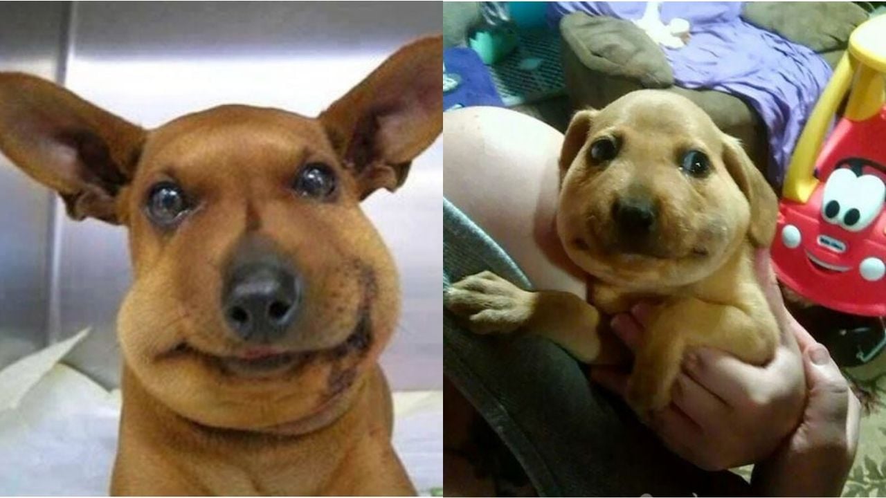 arı sokmuş köpekler